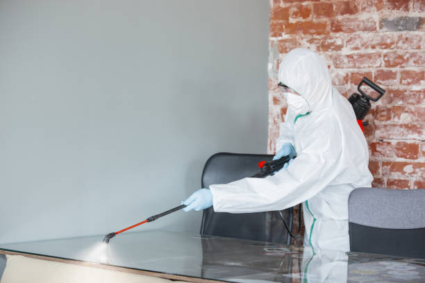 Trusted North Hornell, NY Mold Removal Experts